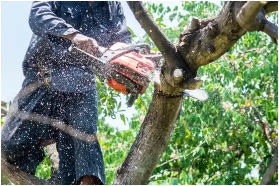 tree services Roberts